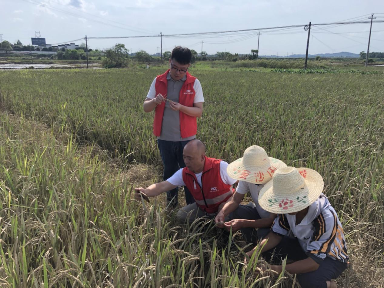 人保財險景德鎮(zhèn)市分公司 災后農(nóng)險查勘忙