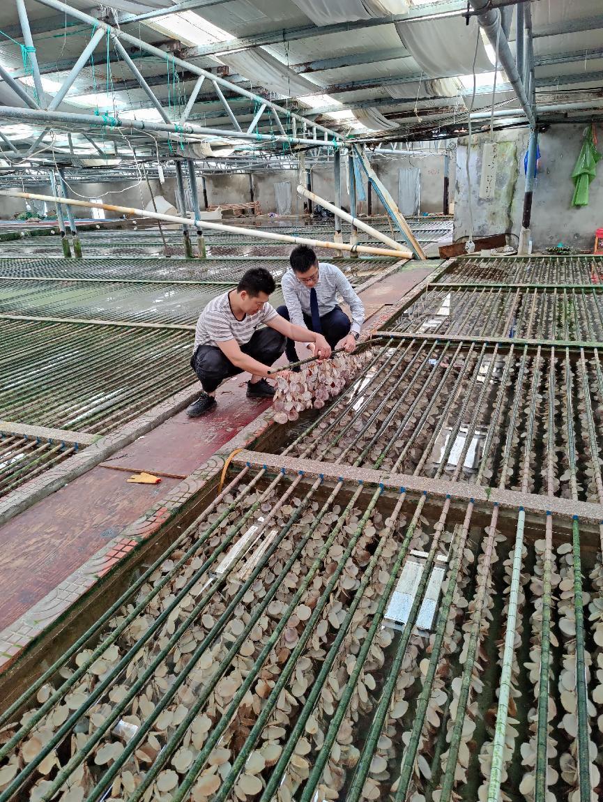 霞浦聯社 金融“活水”助力紫菜豐收