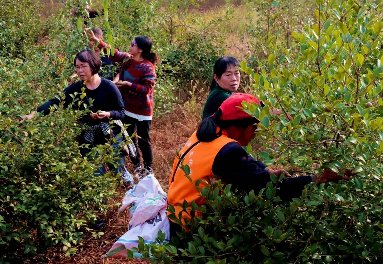 祁陽農(nóng)商銀行支持油茶產(chǎn)業(yè)獲豐收